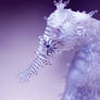 Seahorse