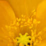 Yellow Poppy