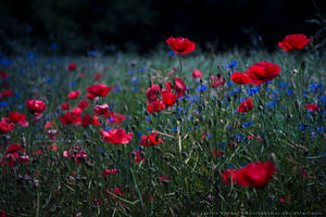 Poppy Field