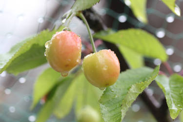Cherries in the Rain