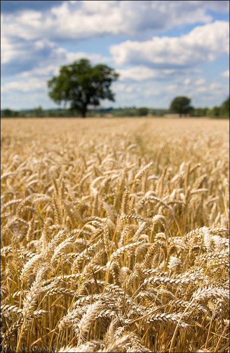 Pastoral