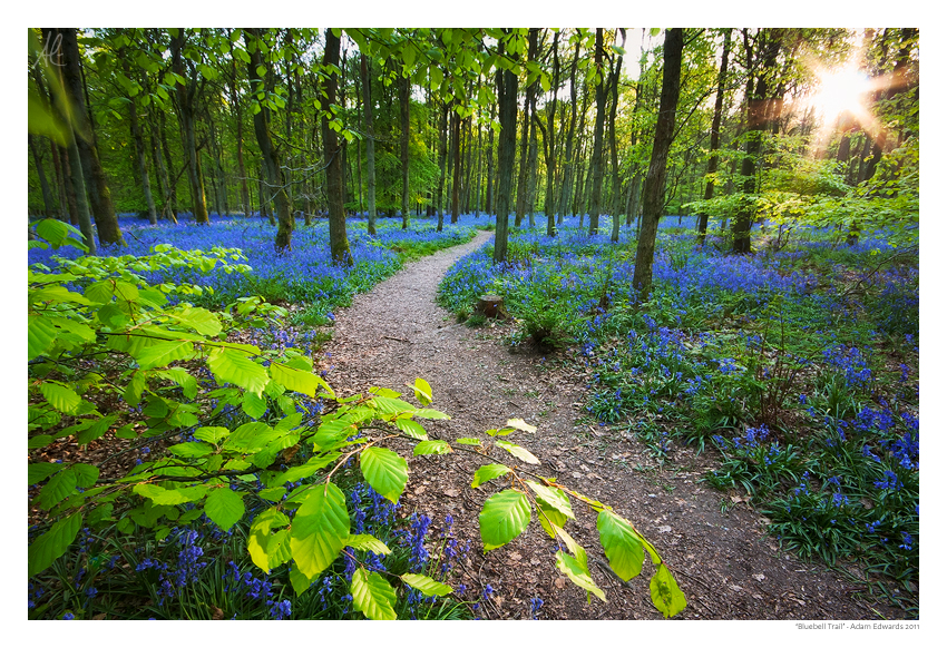 Bluebell Trail