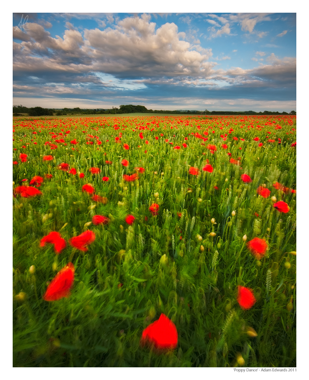 Poppy Dance