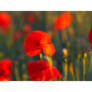 Poppy Impressions