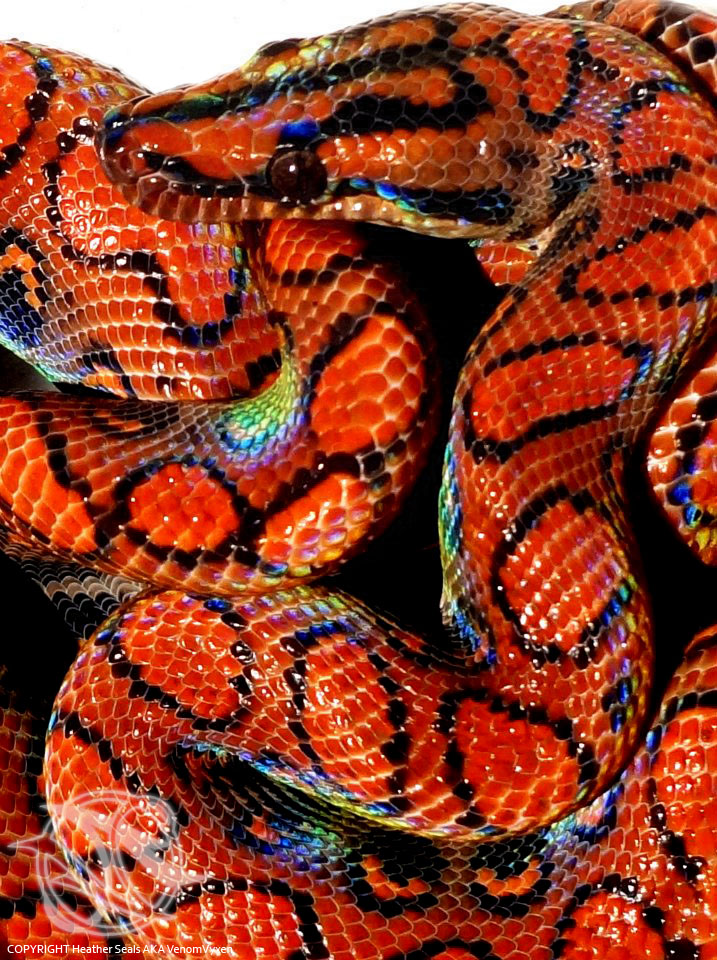Brazilian Rainbow Boa by VenomVyxen on DeviantArt