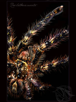 P. Ornata
