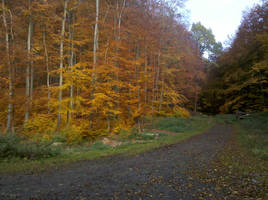 Herbstspaziergang II