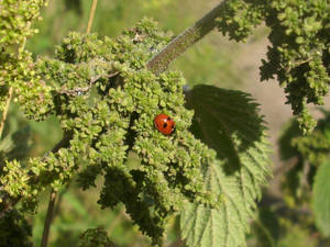 Ladybug on a Nettle