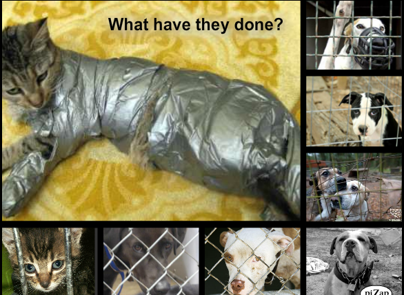 Animal Abuse Project by stinger121997 on DeviantArt Animal Abuse Project by stinger121997 on DeviantArt