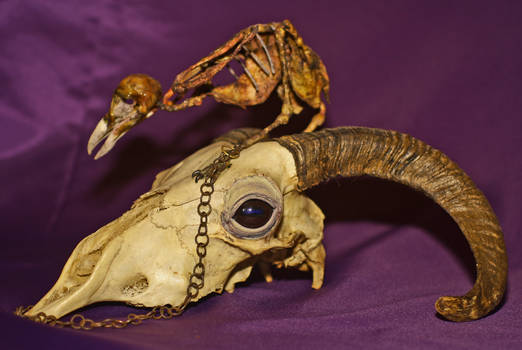 ram skull