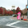 Pinkie Pie at Chapel Hill, NC