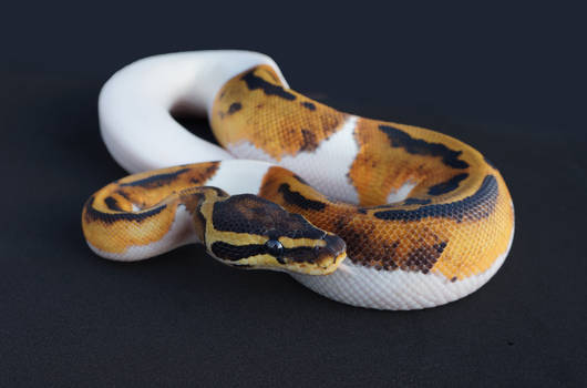 Piebald Ball Python