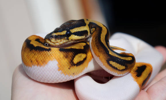 Baby Pied Ball Python