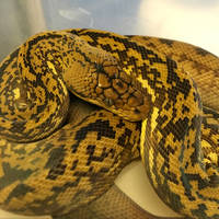 Python timoriensis