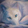 White wolf in snow