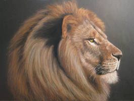 Lion portrait