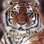 Tiger in pastels