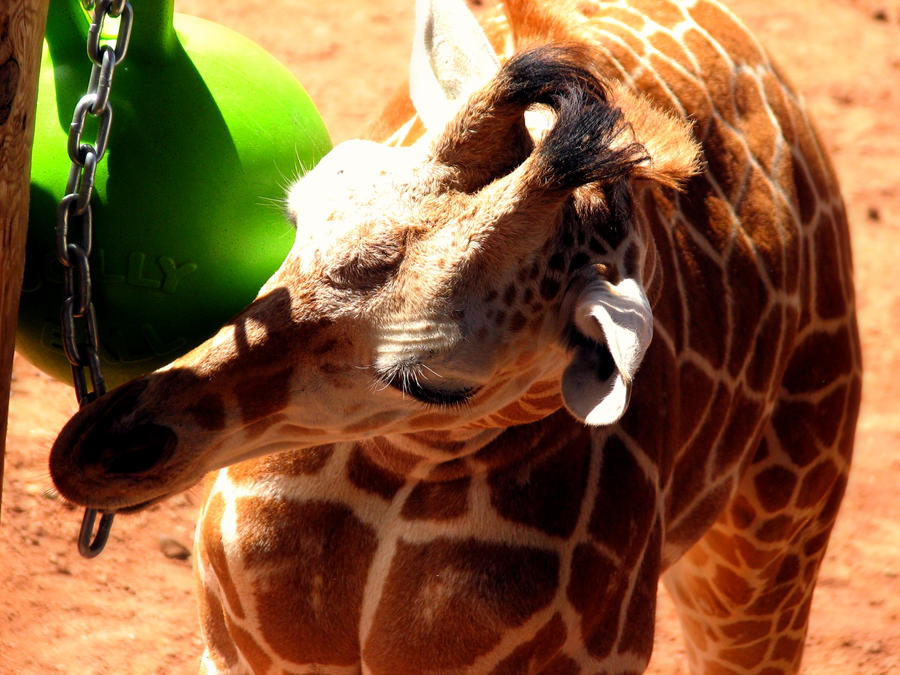 Baby giraffe