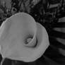 Calla Lily II