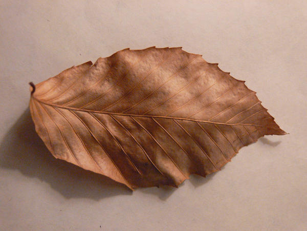 leaf5