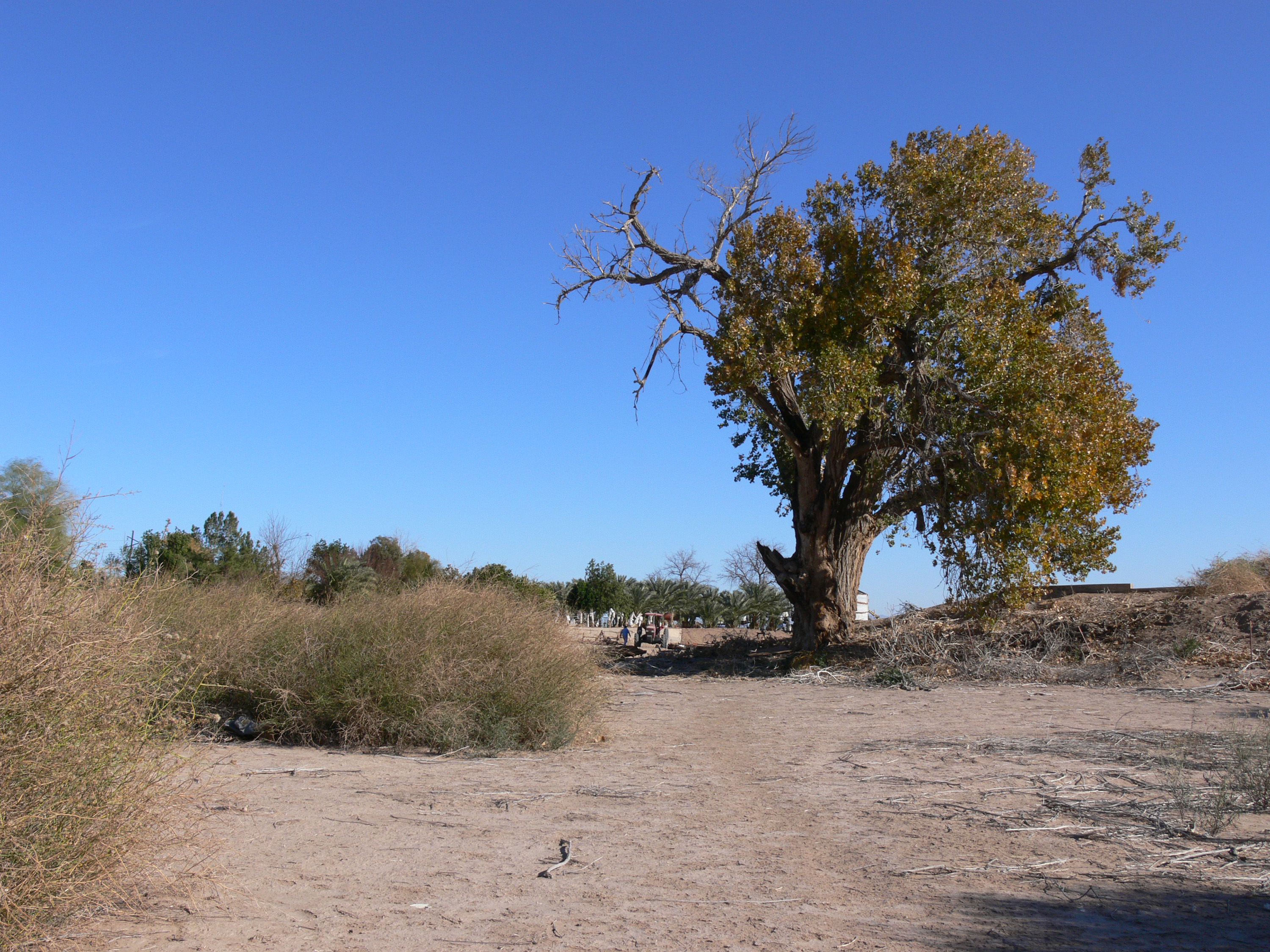 desert tree5