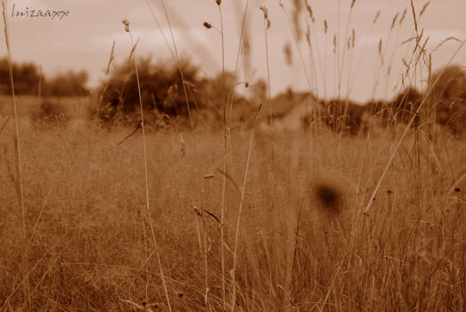 In the grass.