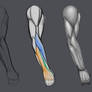 Arm anatomy - step by step