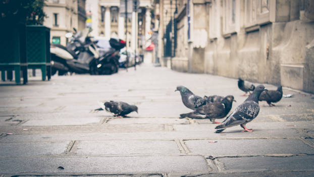 pigeons in Paris