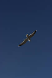 seagull flying on a blue sky