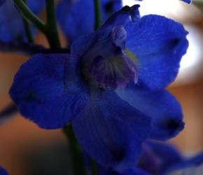 blue flower!