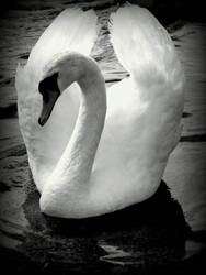 swan