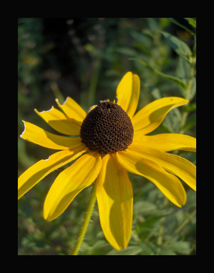 Susan of the Field