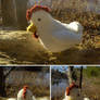 Cucco 2.0