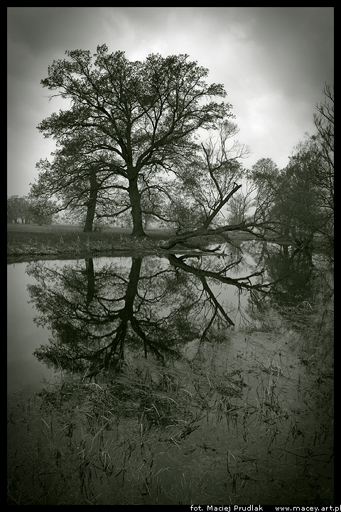 Mysterious tree