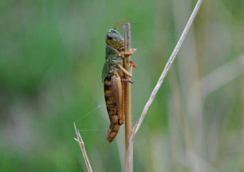 grasshopper