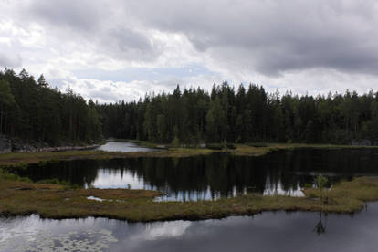 Forest Pond