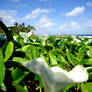 Sea Garden