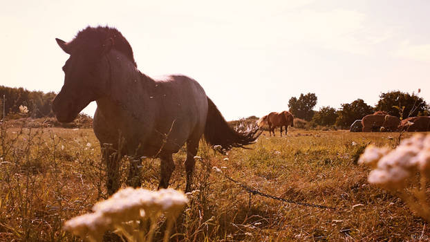 Horses