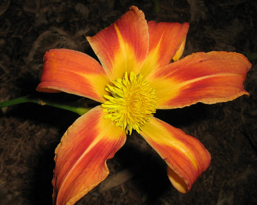 Fleur Rooth Fleurs by vfrrich on DeviantArt