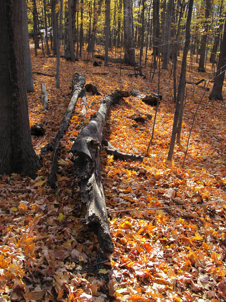 Trees by vfrrich on DeviantArt