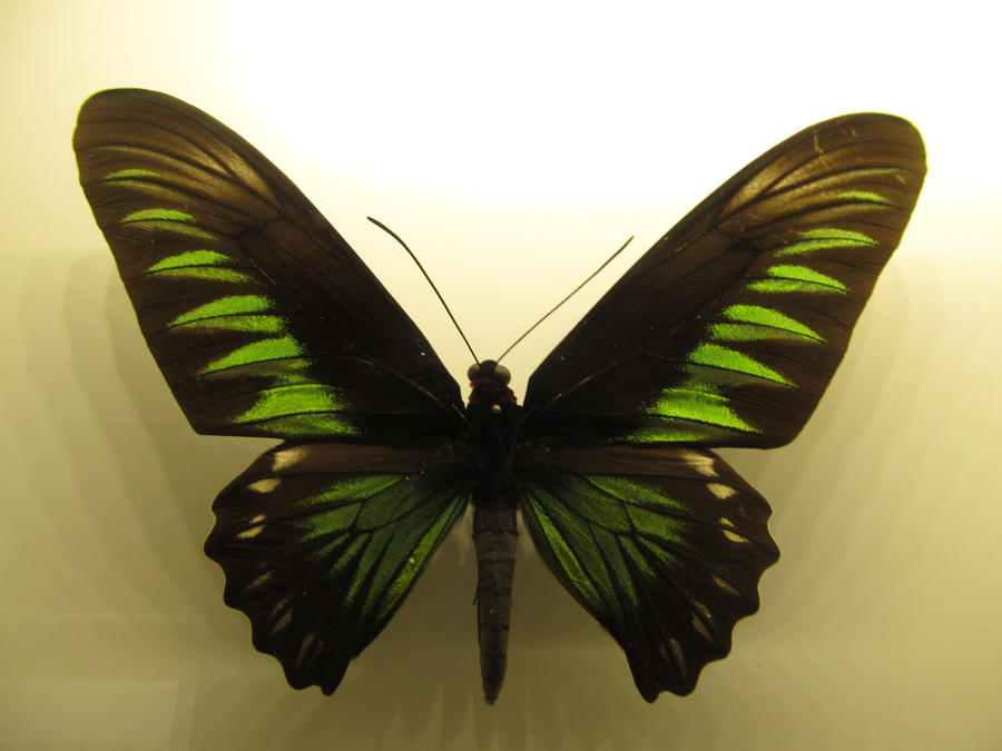 Insectarium by vfrrich on DeviantArt