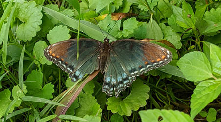Cropped Butterfly