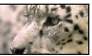 ++ Snow Leopard Stamp