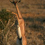 Gerenuk, antelope.