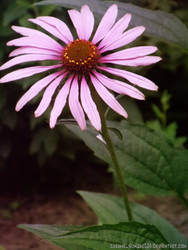 Pink Black Eyed Susan