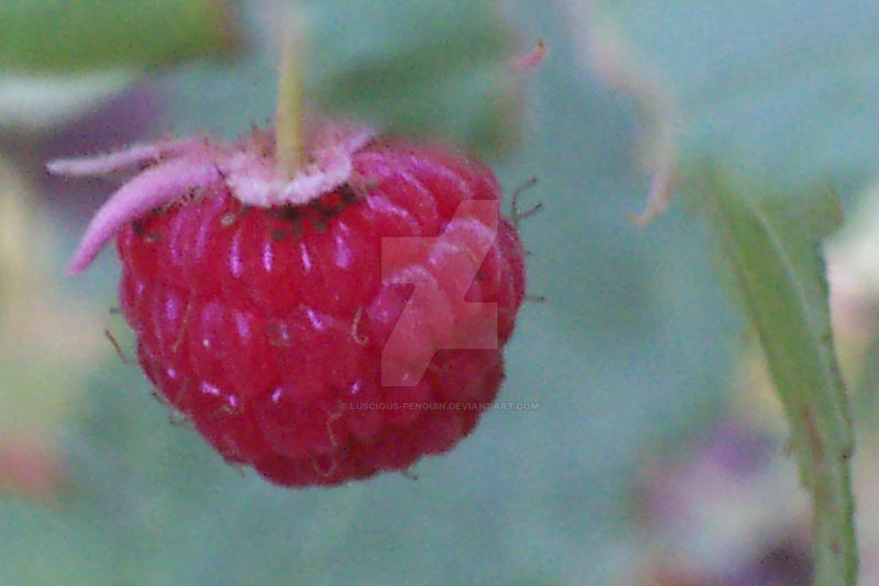 Wild Raspberry by Luscious-Penguin on DeviantArt