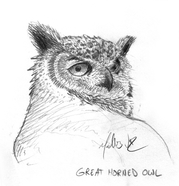 Great Horned Owl