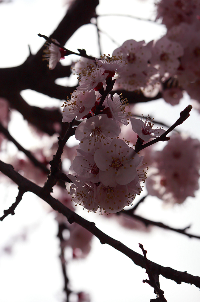 apricot flower