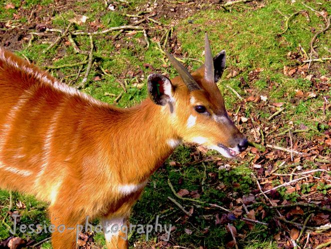 A Cute Deer