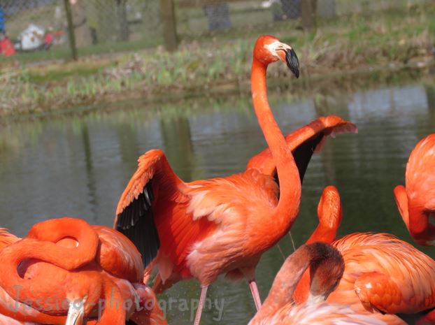 Flamingo with spread wings